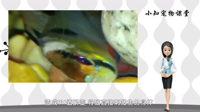 雷龍魚白毛和水霉病的區別（如何判斷雷龍魚患水霉病）