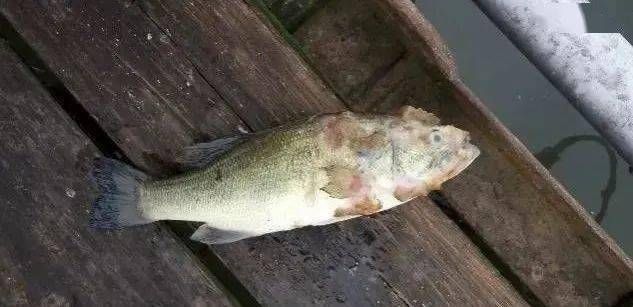 雷龍魚白毛和水霉病的區別（如何判斷雷龍魚患水霉病）