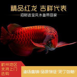 紅龍魚怎么挑選精品（挑選紅龍魚需要注意哪些問題）
