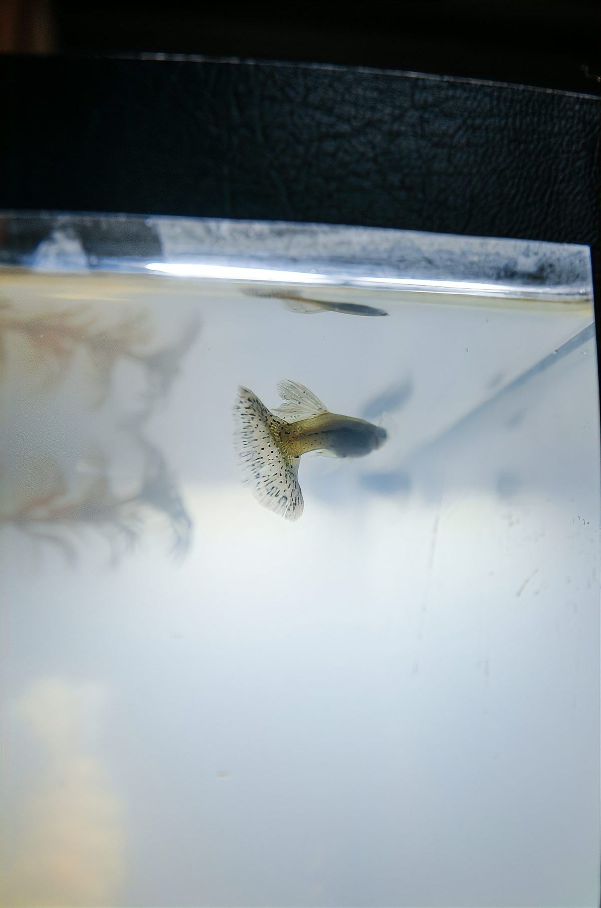 龍魚吐白色絮狀物怎么回事啊