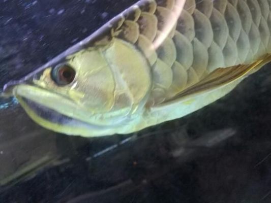 龍魚的眼睛鼓了怎么辦：龍魚眼睛鼓起可能是由于多種原因造成的，龍魚眼睛鼓起的處理方法