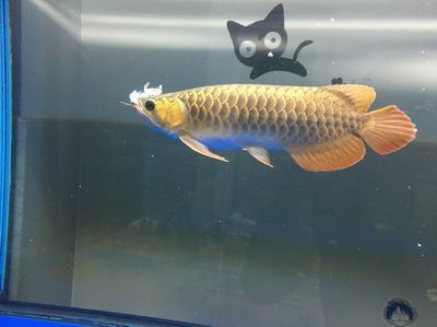 龍魚的眼睛鼓了怎么辦：龍魚眼睛鼓起可能是由于多種原因造成的，龍魚眼睛鼓起的處理方法