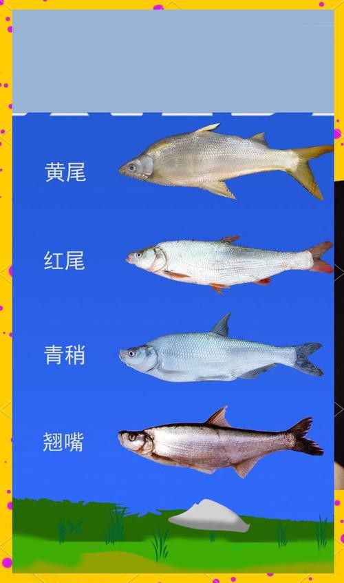 金龍魚是翹嘴嗎