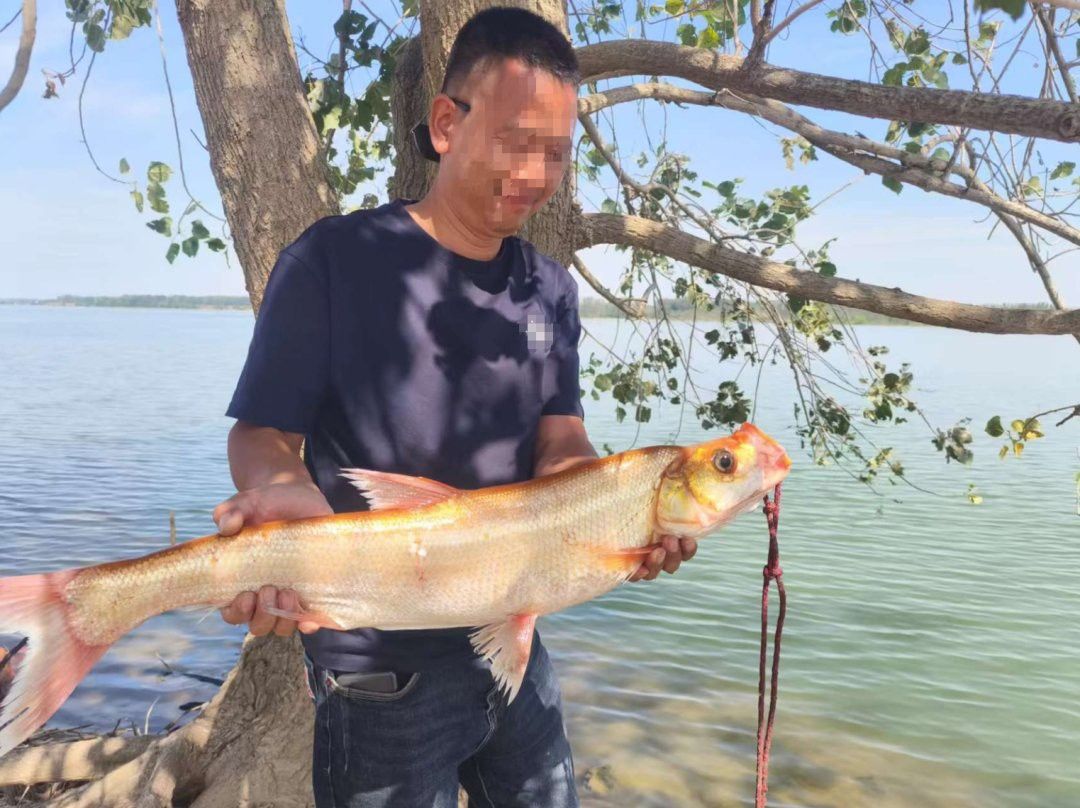 金龍魚是翹嘴嗎