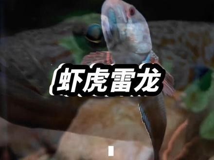 雷龍魚可以和蝦虎混養嗎