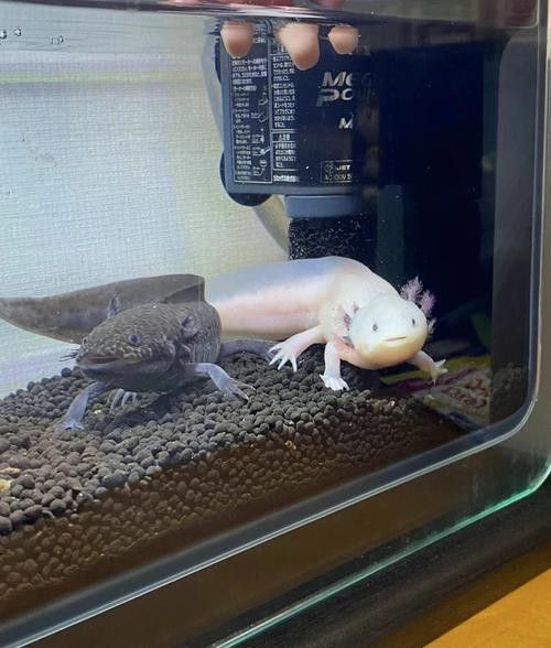 恐龍魚不吃飼料怎么回事呀圖片