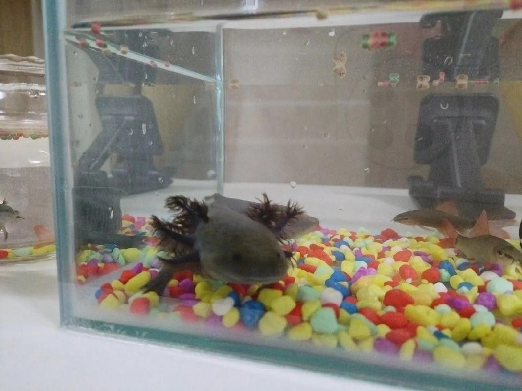 恐龍魚不吃飼料怎么回事呀圖片
