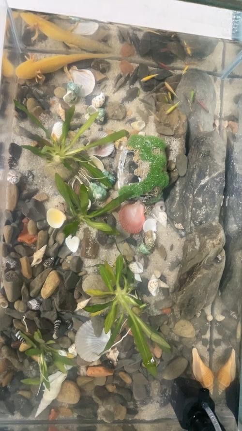 恐龍魚不吃飼料怎么回事呀圖片