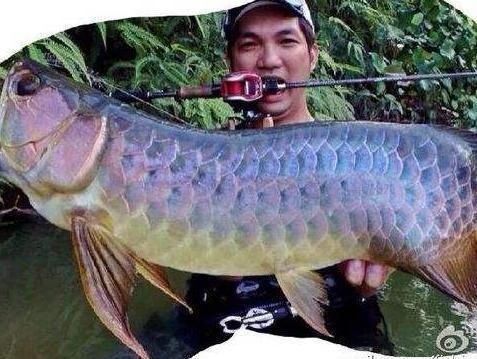 龍魚缸開缸詳細教程：如何進行龍魚缸的開缸過程