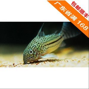 5公分銀龍魚苗批發(fā)價(jià)（5公分的銀龍魚苗價(jià)格是多少錢一條銀龍魚苗價(jià)格多少錢一條）