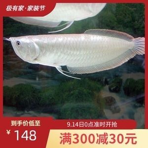 5公分銀龍魚苗批發(fā)價(jià)（5公分的銀龍魚苗價(jià)格是多少錢一條銀龍魚苗價(jià)格多少錢一條）