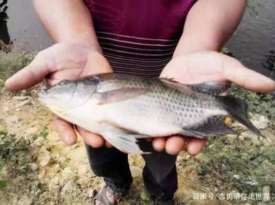 龍魚活食如何消毒殺菌：龍魚活食的消毒殺菌方法