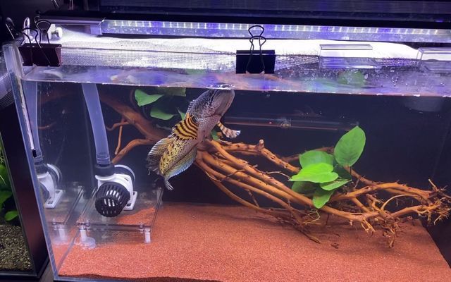 雷龍魚能養幾條（雷龍魚養殖數量取決于多個因素，養殖雷龍魚的數量取決于多個因素）