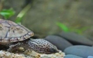 古龍魚飼料多久換一次