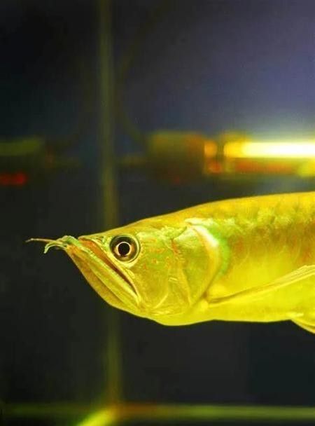 龍魚要怎么養才變大