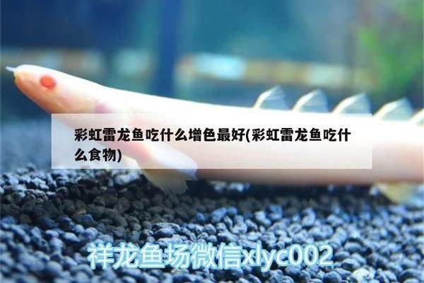 龍魚(yú)多長(zhǎng)：龍魚(yú)的飲食選擇以及注意事項(xiàng)