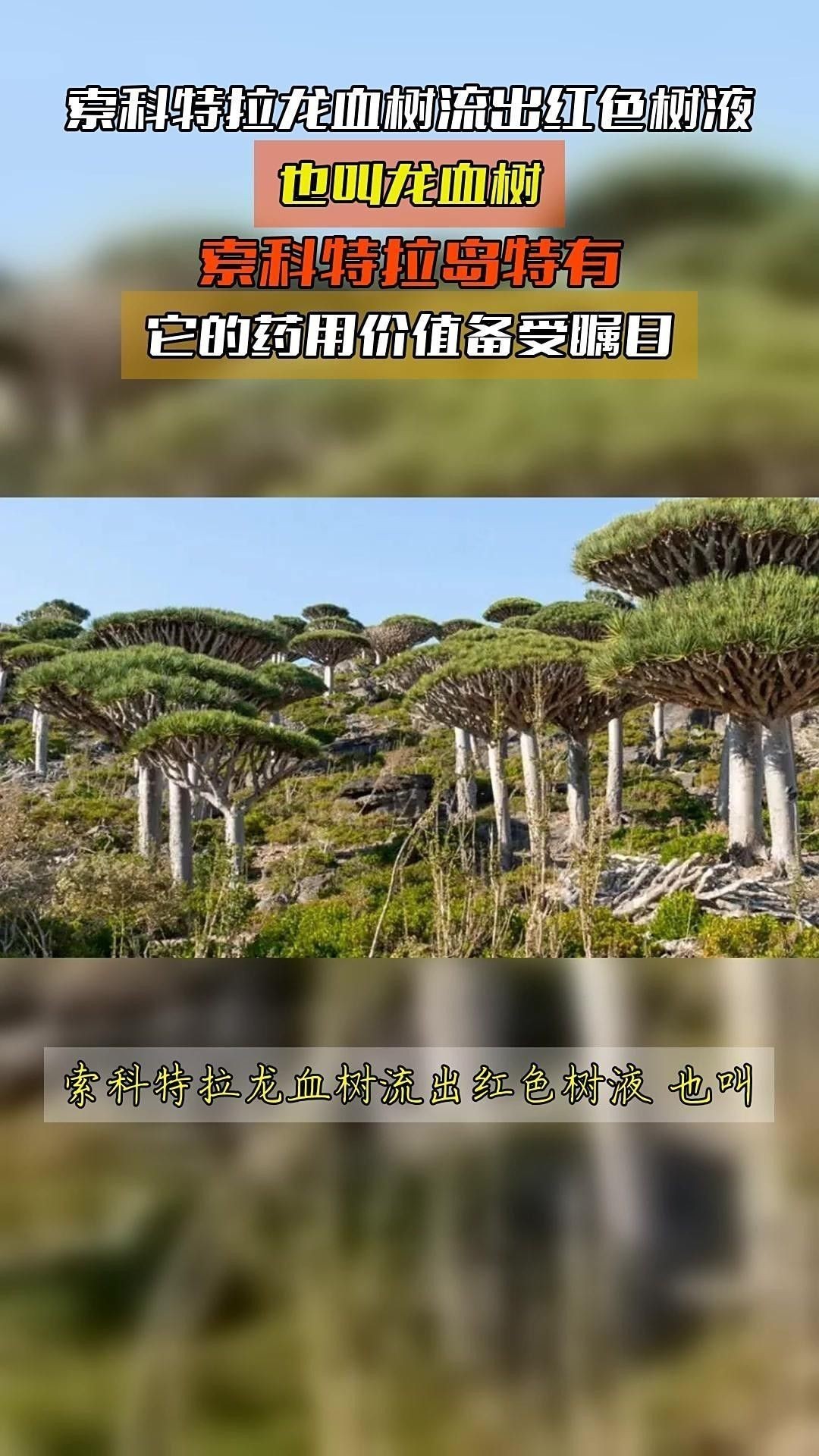 龍血樹汁液有哪些藥用價值？