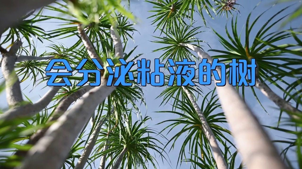 龍血樹汁液有哪些藥用價值？