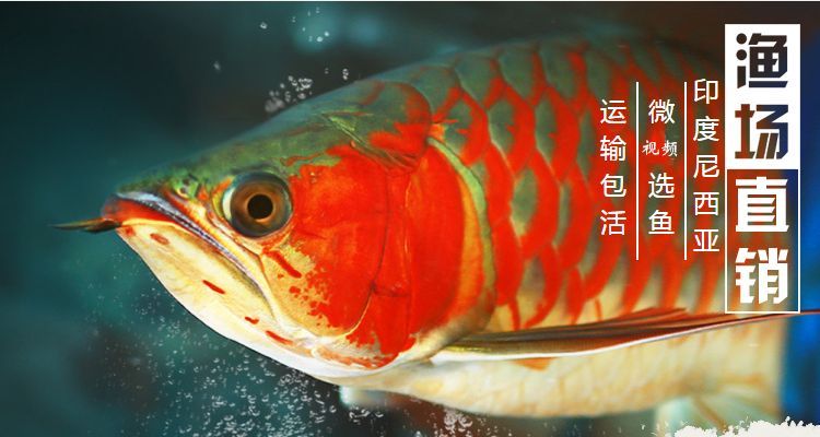 龍魚撞缸頭部受傷了會(huì)死嗎：龍魚撞缸頭部受傷后是否會(huì)死亡