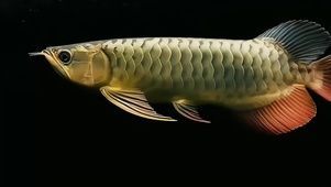蝴蝶金龍魚（蝴蝶金魚與蝴蝶鯉可以混養嗎？）