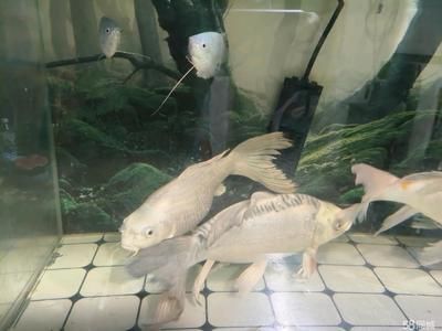 蝴蝶金龍魚（蝴蝶金魚與蝴蝶鯉可以混養(yǎng)嗎？）