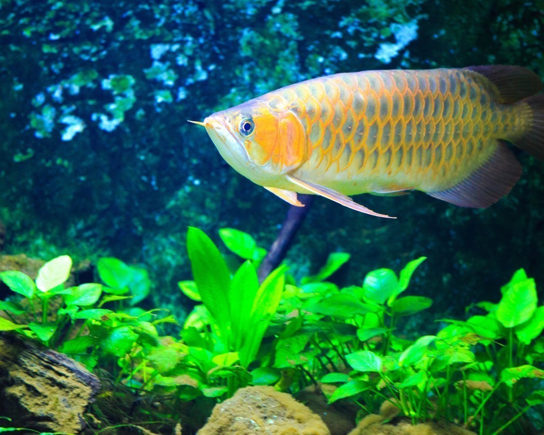 一條金龍魚居然拍出800萬天價！而你有11條魚比它更值錢，可你卻不知道......