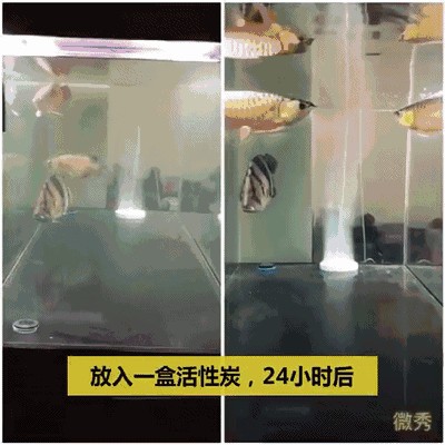 養龍魚水里需要放什么：養龍魚時水質和水質的管理