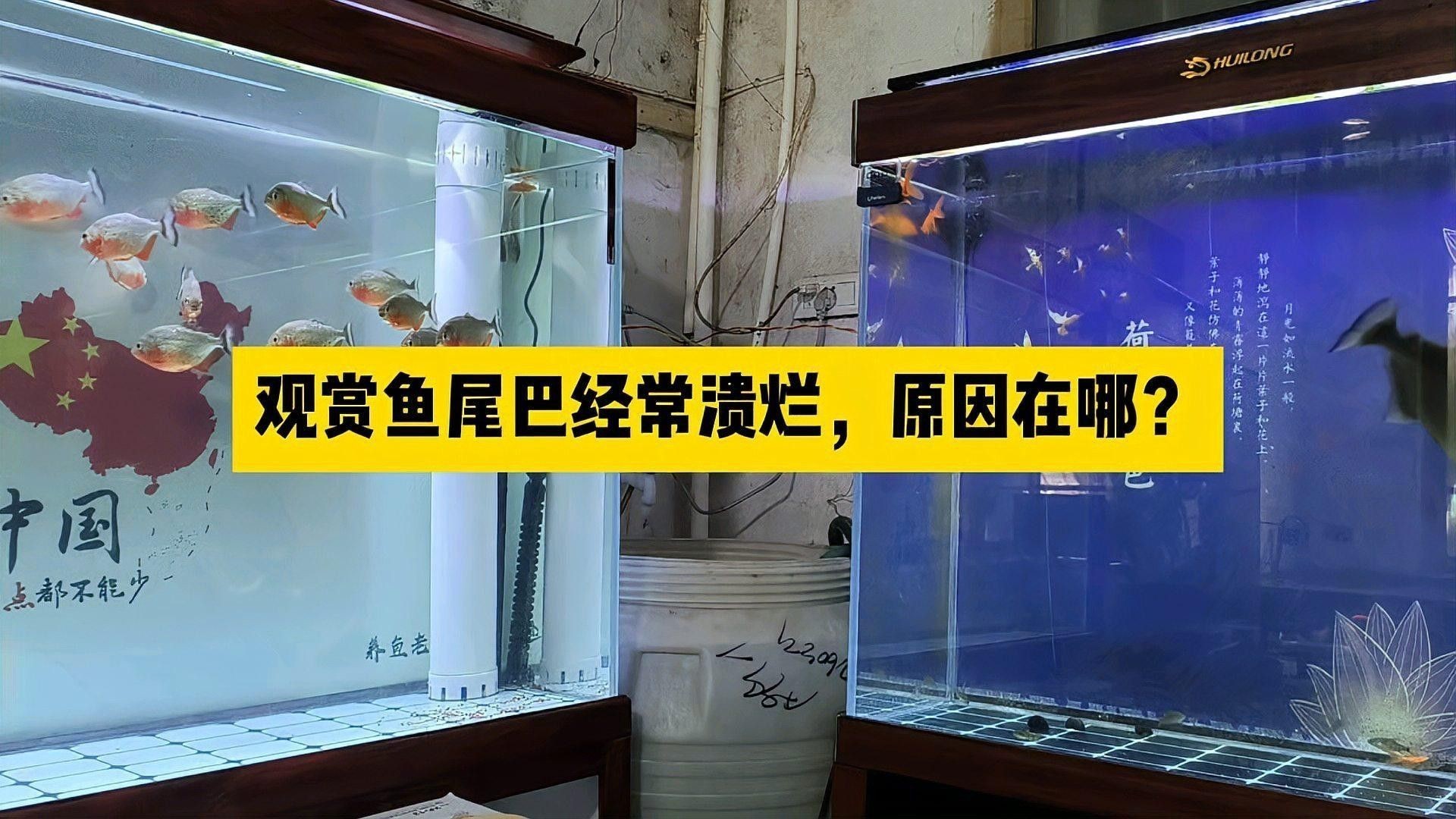 龍魚爛尾病有哪些癥狀？