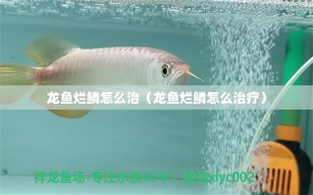 龍魚爛鱗怎么辦：針對龍魚爛鱗的一些治療方法，希望對你有所幫助幫助