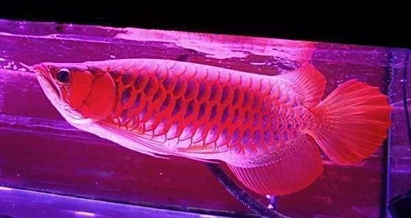 龍魚發(fā)色用什么燈比較好呢圖片：龍魚發(fā)色期間如何控制光照時(shí)間？