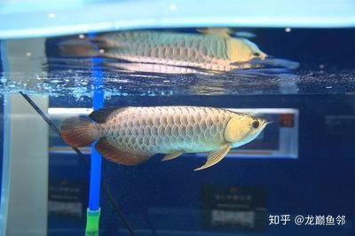 過(guò)背金龍魚(yú)挑選技巧圖解：金質(zhì)是過(guò)背金龍魚(yú)最主要的特點(diǎn)之一：過(guò)背金龍魚(yú)挑選技巧圖解過(guò)背金龍魚(yú)挑選技巧圖解