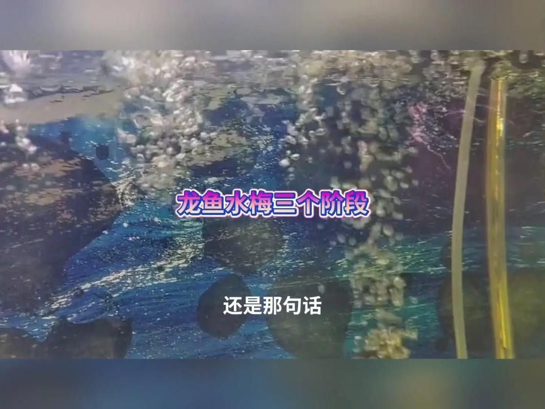 龍魚身上有白色絮狀物怎么辦啊圖片大全