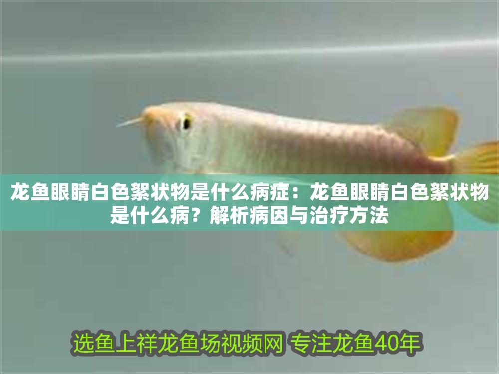 龍魚眼睛白色絮狀物是什么病癥：龍魚眼睛白色絮狀物是什么病？解析病因與治療方法