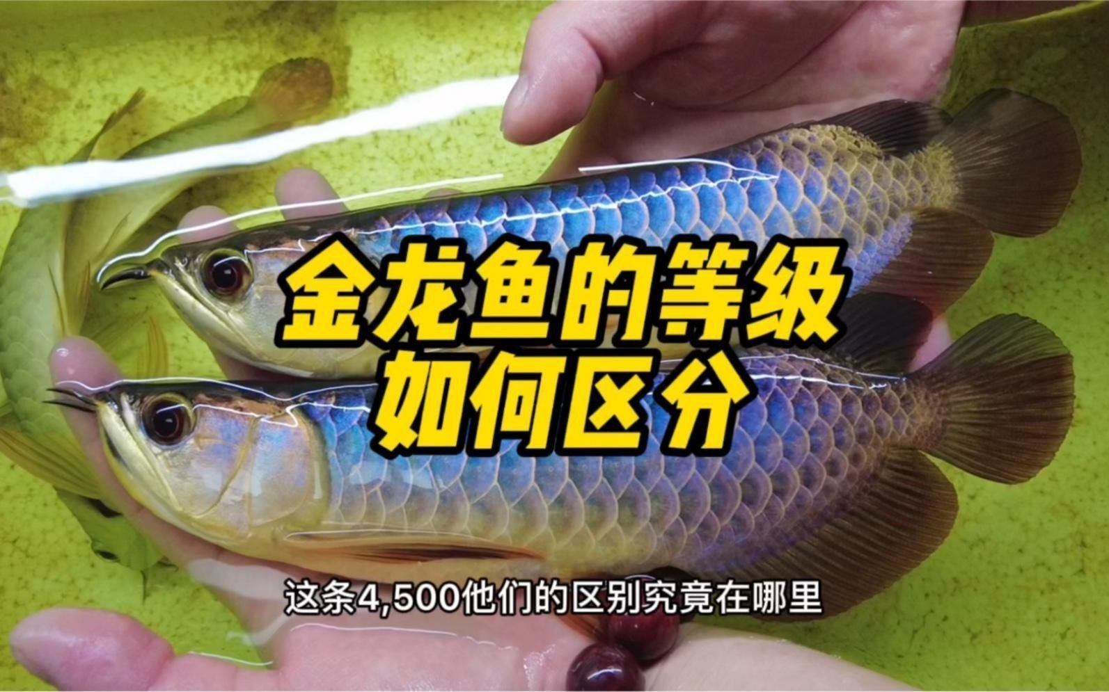 如何判斷金龍魚工藝品的品相？