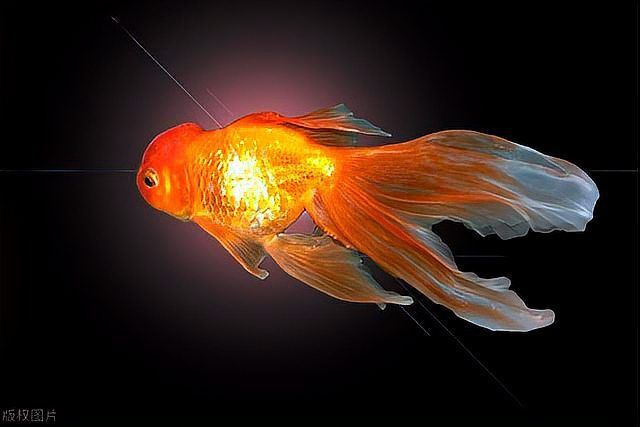 金魚有沒有野生的