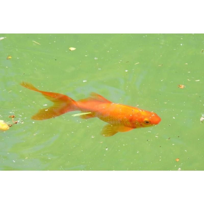 金魚有沒有野生的