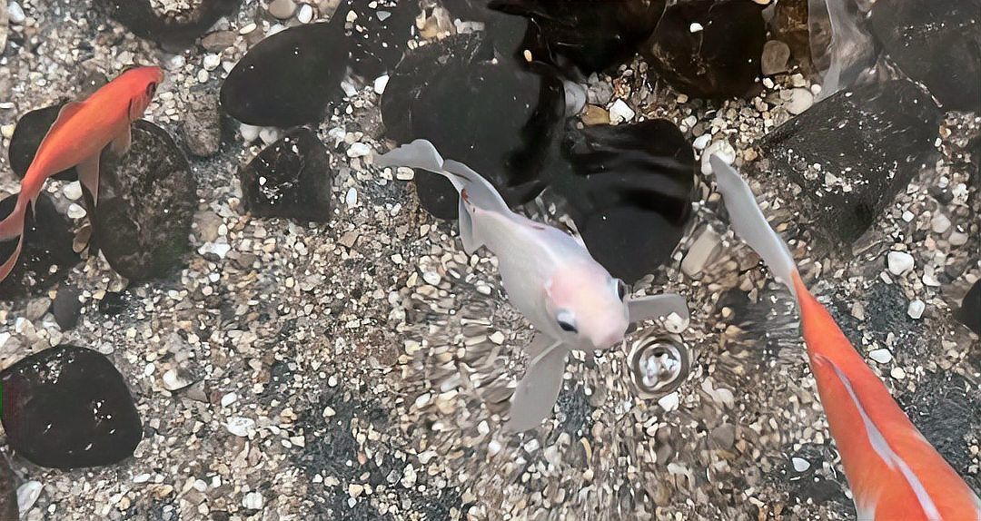 金魚有沒有野生的