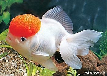 金魚有沒有野生的