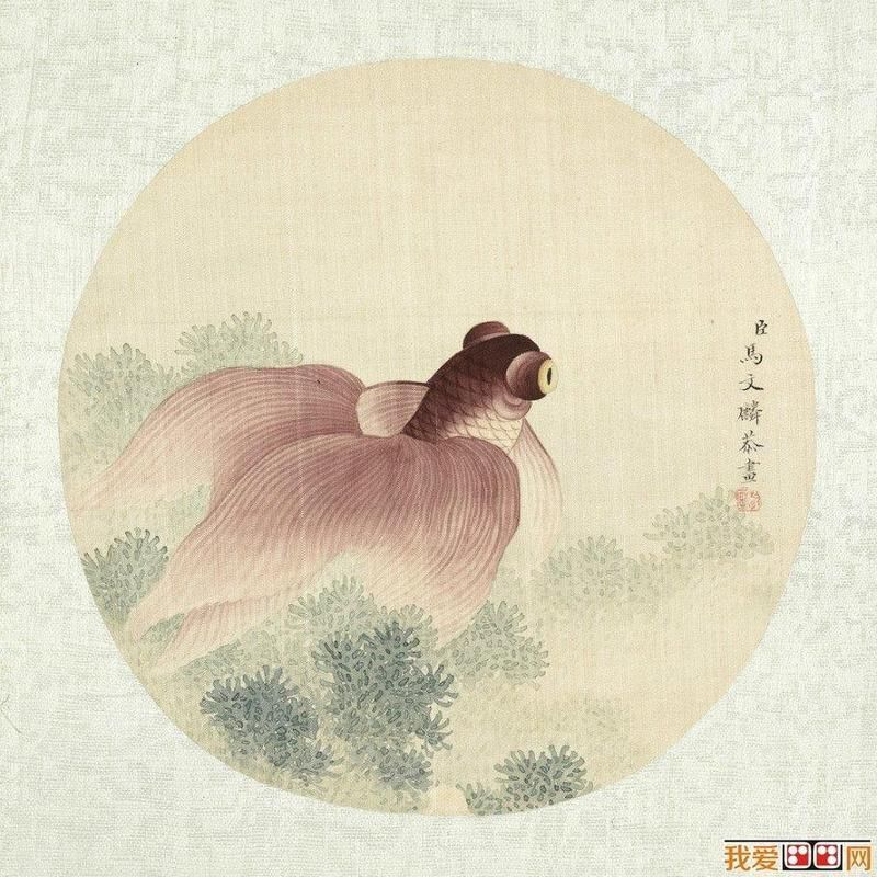 金魚有沒有野生的