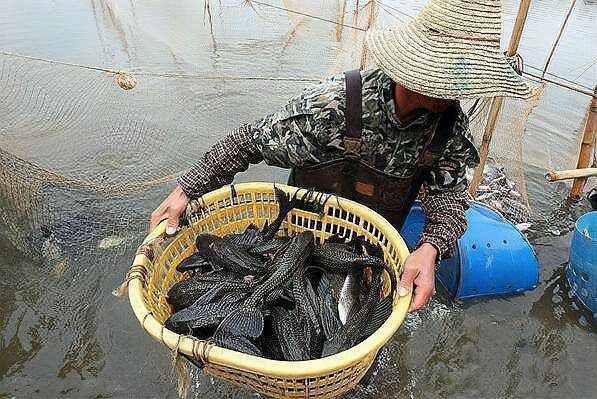金魚有沒有野生的