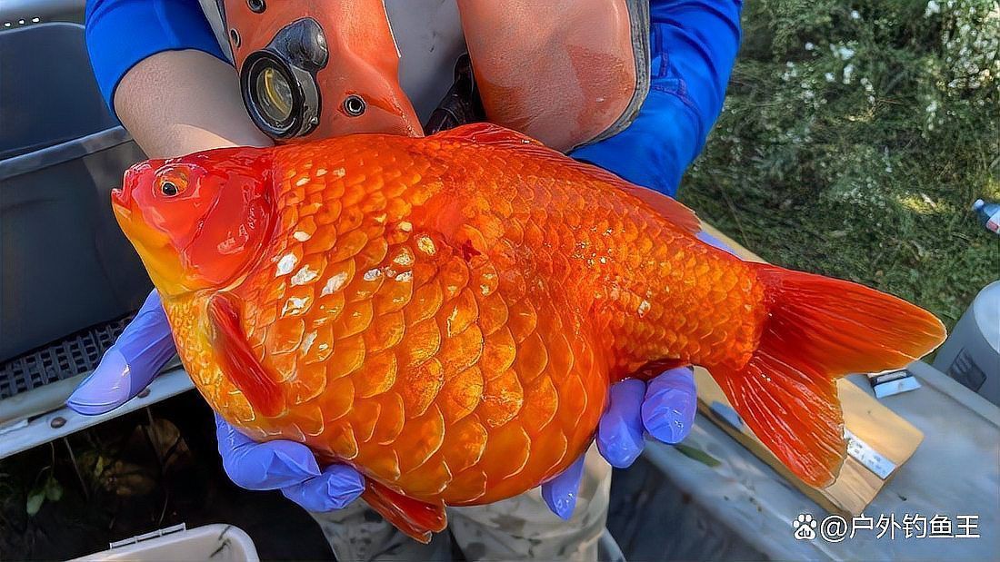 金魚有沒有野生的