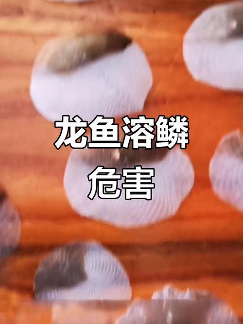 金龍魚溶鱗圖片