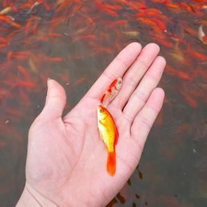 紅龍魚繁殖飼料搭配指南：紅龍魚的繁殖飼料搭配指南