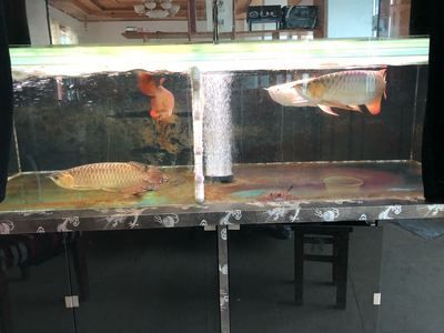 龍魚濾材的更換頻率并沒有一個固定答案而是取決于多種因素：龍魚濾材多久更換一次