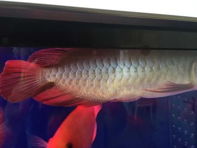 龍魚濾材的更換頻率并沒有一個固定答案而是取決于多種因素：龍魚濾材多久更換一次