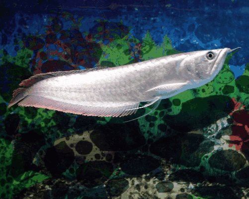 養銀龍魚缸里放鹽嗎好嗎 養銀龍魚缸里放鹽嗎好嗎 龍魚百科 第6張