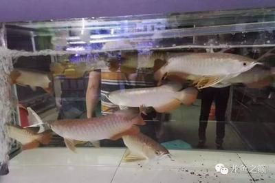 龍魚在哪買便宜的，如何購買便宜的龍魚
