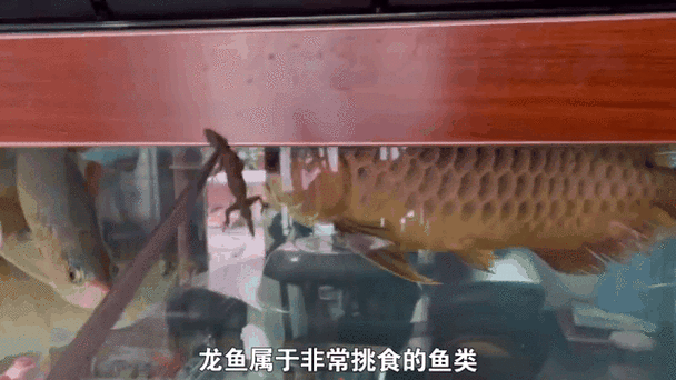 金龍魚除了飼料還能吃什么？