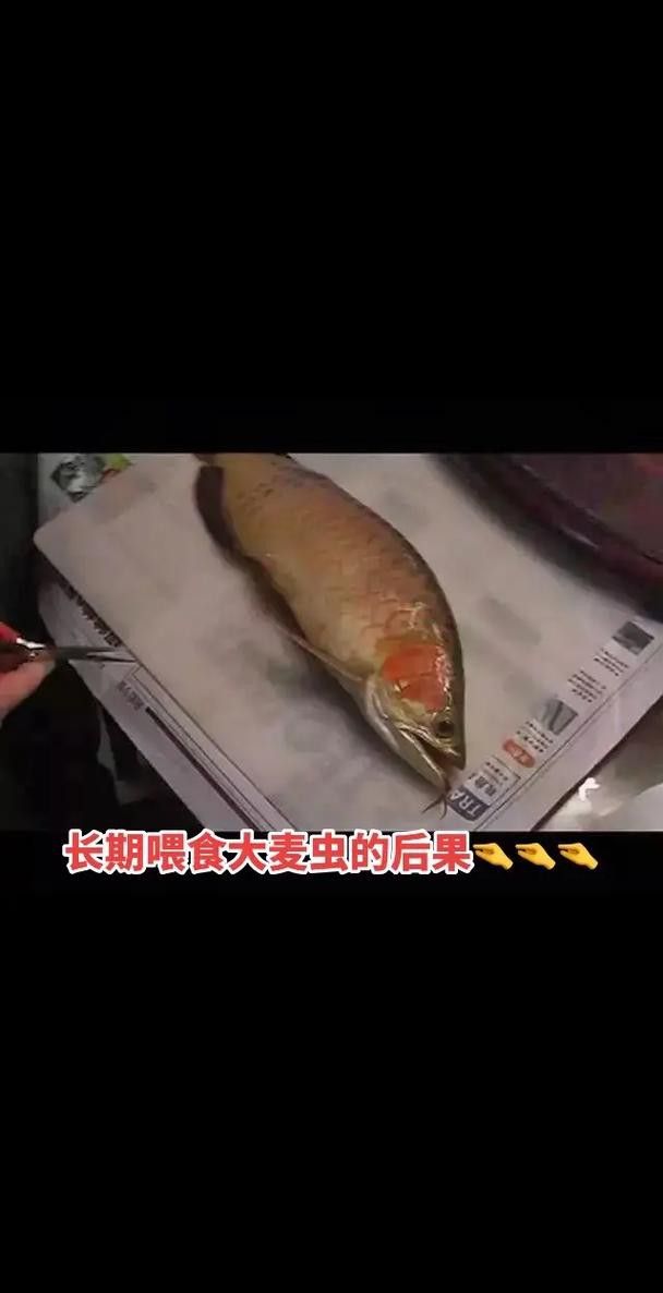 金龍魚除了飼料還能吃什么？