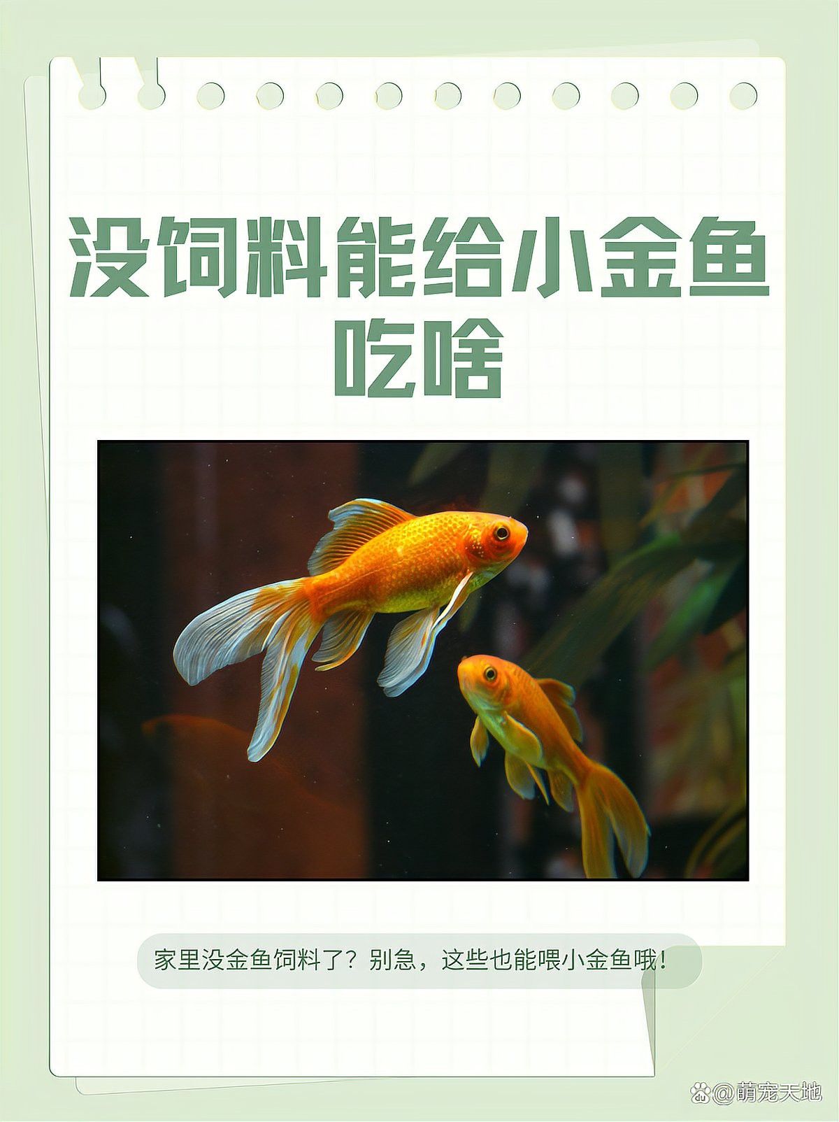 金龍魚除了飼料還能吃什么？